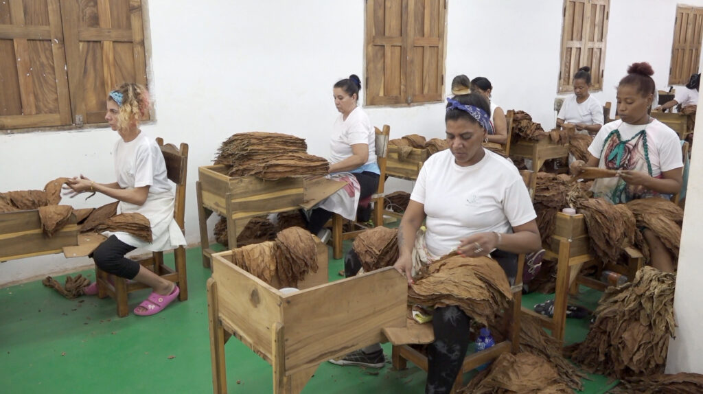 La escogida familiar es uno de los pilares de sus resultados,
“ahora escojo el
tabaco a tiempo, trato de no mojarlo para que conserve la blandura de la cura”