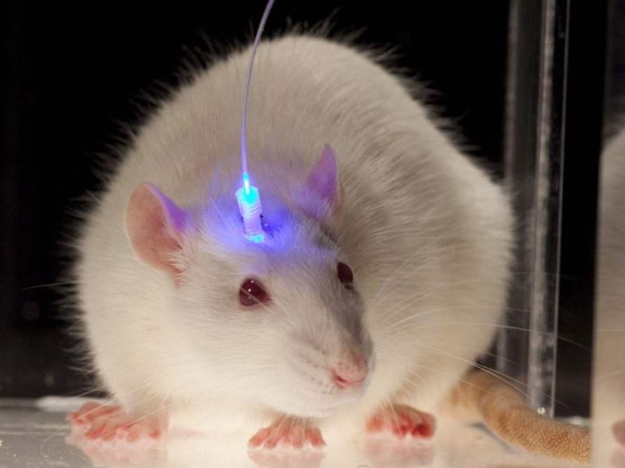 Optogenética: un camino iluminado para descifrar el cerebro