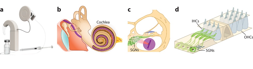 Optogenética: un camino iluminado para descifrar el cerebro